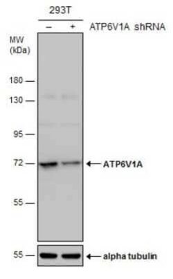 ATP6V1A Antibody (GT811), Novus Biologicals 100 &mu;g; Unconjugated:Antibodies,