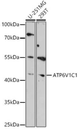 ATP6V1C1 Antibody - Azide and BSA Free, Novus Biologicals:Antibodies:Primary