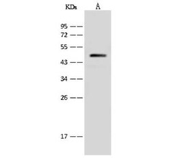 ATP6V1C1 Antibody, Novus Biologicals:Antibodies:Primary Antibodies