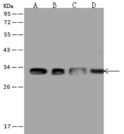 ATP6V1E1 Antibody, Novus Biologicals 100 &mu;g; Unconjugated:Antibodies,