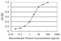ATP6V1G3 Antibody (3A5), Novus Biologicals 0.1 mg; Unconjugated:Antibodies,