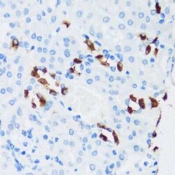 ATP6V1G3 Antibody - Azide and BSA Free, Novus Biologicals:Antibodies:Primary