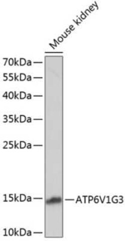 ATP6V1G3 Antibody - Azide and BSA Free, Novus Biologicals:Antibodies:Primary