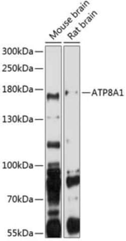 ATP8A1 Antibody - BSA Free, Novus Biologicals:Antibodies:Primary Antibodies