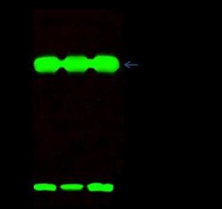 ATPase Inhibitory Factor 1 Antibody, Novus Biologicals 50 &mu;g; Unconjugated:Antibodies,