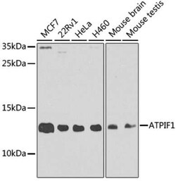 ATPase Inhibitory Factor 1 Antibody - BSA Free, Novus Biologicals 0.1 mL,