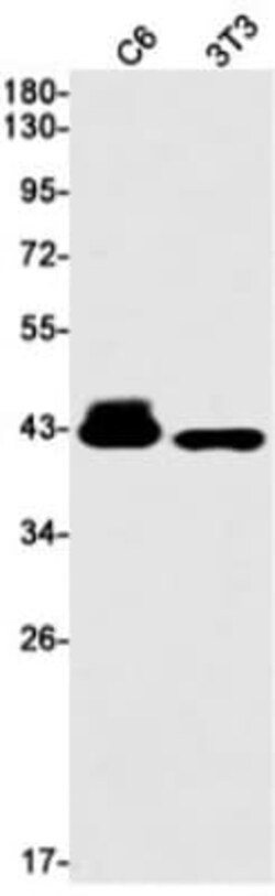 ATPase Na+/K+ beta 3 Antibody (S02-1B4), Novus Biologicals 50 &mu;g; Unconjugated:Antibodies,