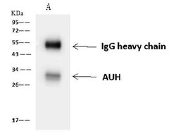 AUH Antibody, Novus Biologicals 100 &mu;g, Unconjugated:Antibodies, Polyclonal