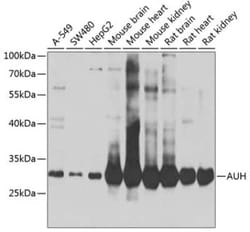 AUH Antibody - BSA Free, Novus Biologicals:Anticuerpos:Anticuerpos primarios
