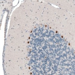 AUTS2 Antibody (CL7084), Novus Biologicals AUTS2 Antibody; Unconjugated;