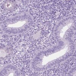 AXDND1 Antibody, Novus Biologicals:Antibodies:Primary Antibodies