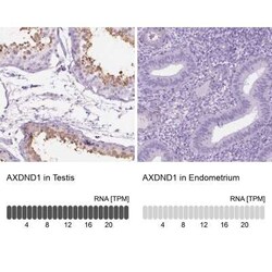 AXDND1 Antibody, Novus Biologicals:Antibodies:Primary Antibodies
