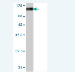AXUD1 Antibody (5E8), Novus Biologicals 0.1 mg | Buy Online | Novus Biologicals | Fisher Scientific