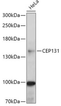 AZ1 Antibody - Azide and BSA Free, Novus Biologicals 0.02 mL | Buy Online | Novus Biologicals | Fisher Scientific