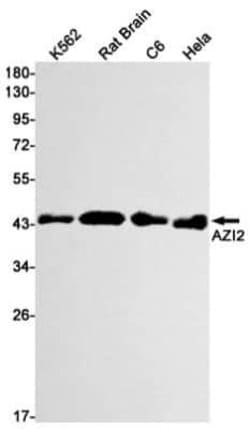 AZI2 Rabbit anti-Human, Mouse, Rat, Clone: S01-7E7, Novus Biologicals 25