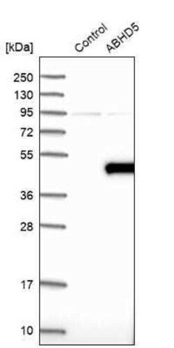 Abhd5 Antibody, Novus Biologicals 25 &mu;L; Unconjugated:Antibodies, Polyclonal