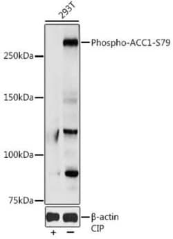 Acetyl-CoA Carboxylase alpha/ACACA, p Ser79 Antibody - Azide and BSA Free,