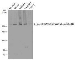 Acetyl-CoA Carboxylase alpha/ACACA, p Ser79 Antibody, Novus Biologicals