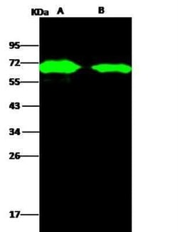 AcmNPV gp64 Protein Antibody, Novus Biologicals 50 &mu;g; Unconjugated:Anticorps,