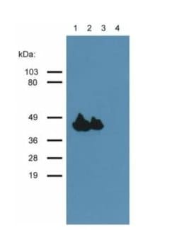 Actin (Muscle Specific) Antibody (HHF35) - BSA Free, Novus Biologicals