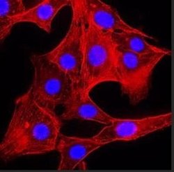 Actin Antibody (mAbGEa) - Azide and BSA Free, Novus Biologicals 0.1 mL | Buy Online | Novus Biologicals | Fisher Scientific