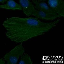 Actin Antibody (mAbGEa) - Azide and BSA Free, Novus Biologicals 0.1 mL | Buy Online | Novus Biologicals | Fisher Scientific