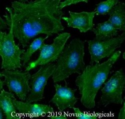 Actin Antibody (mAbGEa) - Azide and BSA Free, Novus Biologicals 0.1 mL | Buy Online | Novus Biologicals | Fisher Scientific