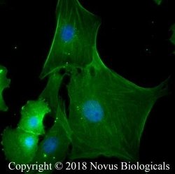 Actin Antibody (mAbGEa) - Azide and BSA Free, Novus Biologicals 0.1 mL | Buy Online | Novus Biologicals | Fisher Scientific