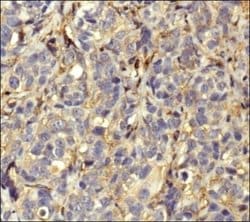 Actin Antibody (mAbGEa) - Azide and BSA Free, Novus Biologicals 0.1 mL | Buy Online | Novus Biologicals | Fisher Scientific