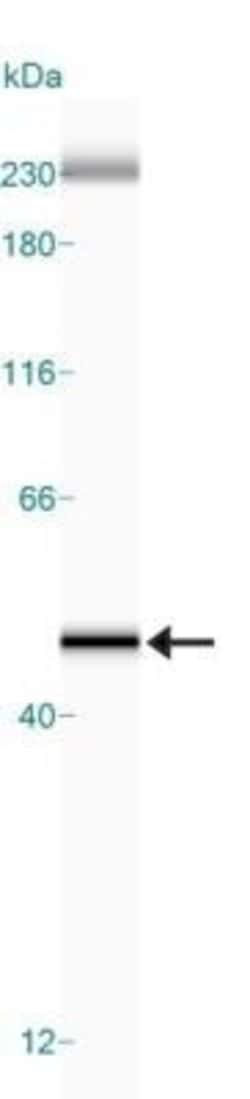 Actin Antibody (mAbGEa) - Azide and BSA Free, Novus Biologicals 0.1 mL | Buy Online | Novus Biologicals | Fisher Scientific