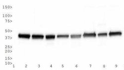 Actin Antibody (mAbGEa) - Azide and BSA Free, Novus Biologicals 0.1 mL | Buy Online | Novus Biologicals | Fisher Scientific