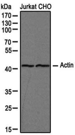 Actin Antibody (mAbGEa) - Azide and BSA Free, Novus Biologicals 0.1 mL | Buy Online | Novus Biologicals | Fisher Scientific