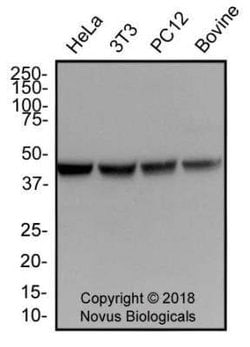 Actin Antibody (mAbGEa) - Azide and BSA Free, Novus Biologicals 0.1 mL | Buy Online | Novus Biologicals | Fisher Scientific