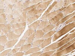 Actin Antibody, Novus Biologicals 50 &mu;g, Unconjugated:Anticuerpos