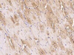 Actin Antibody, Novus Biologicals 50 &mu;g, Unconjugated:Anticuerpos