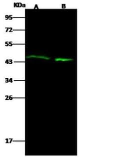 Actin Antibody, Novus Biologicals 50 &mu;g, Unconjugated:Anticuerpos