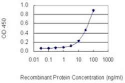 Actin Gamma 1 Antibody (1G6), Novus Biologicals 0.1 mg | Buy Online | Novus Biologicals | Fisher Scientific