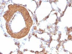 Actin (Muscle Specific) Antibody (HHF35 + MSA/953), Novus Biologicals:Antibodies:Primary
