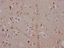 Adenosine A1R Antibody (10D12), Novus Biologicals 100 &mu;g | Buy Online | Novus Biologicals | Fisher Scientific