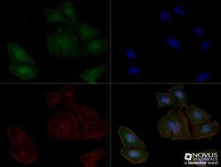 Adenosine A2aR Antibody (7F6-G5-A2) - Azide and BSA Free, Novus Biologicals
