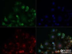 Adenosine A2aR Antibody (7F6-G5-A2) - Azide and BSA Free, Novus Biologicals
