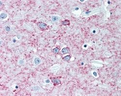 Adenosine A2aR Antibody (7F6-G5-A2) - Azide and BSA Free, Novus Biologicals