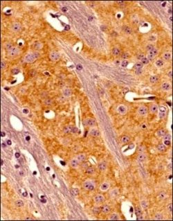 Adenosine A2aR Antibody (7F6-G5-A2) - Azide and BSA Free, Novus Biologicals