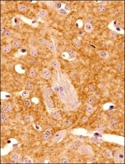 Adenosine A2aR Antibody (7F6-G5-A2) - Azide and BSA Free, Novus Biologicals