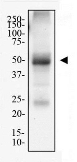 Adenosine A2aR Antibody (7F6-G5-A2) - Azide and BSA Free, Novus Biologicals