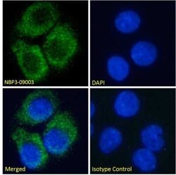 Adenosine A2aR Antibody (Ig2838) - Chimeric - Azide and BSA Free, Novus