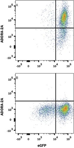 Human Adenosine A2aR/A2bR Antibody, R D Systems:Antibodies:Primary Antibodies