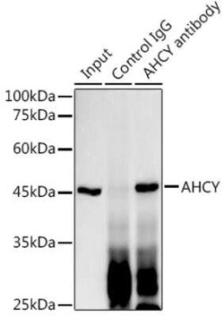 Adenosylhomocysteinase/AHCY Rabbit anti-Human, Mouse, Rat, Clone: 4E9H10,