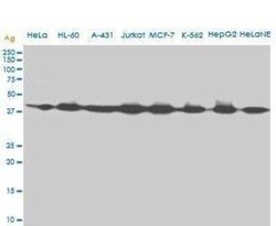Adenosylhomocysteinase/AHCY Antibody (M2), Novus Biologicals 0.1 mg | Buy Online | Novus Biologicals | Fisher Scientific
