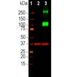 Adenylate Cyclase 3 Antibody, Novus Biologicals 50 &mu;g; Unconjugated:Antibodies,